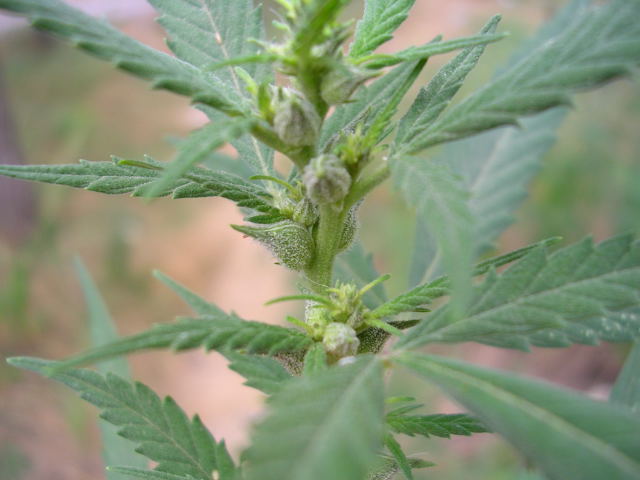 DSCN04901.jpg