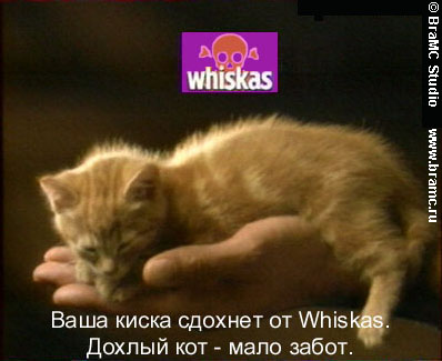 wiskas.jpg